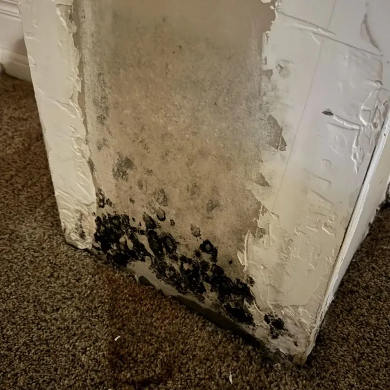 Professional Mold Removal in Lovington, NM